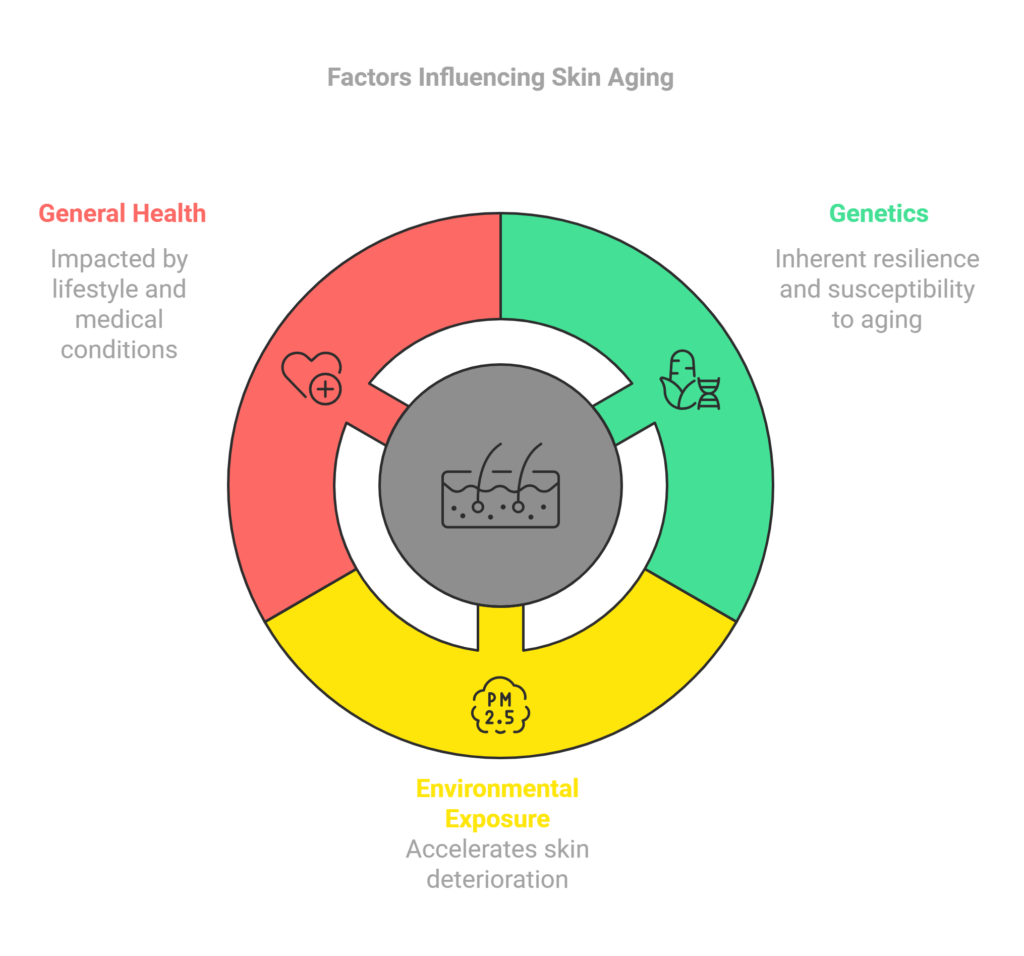 Factors Influencing Skin Aging 3